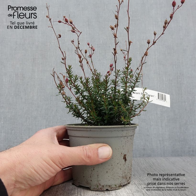 Exemplar von Daboecia scotica William Buchanan - Irische Glockenheide Topf 10 cm/11cm wie im Herbst geliefert