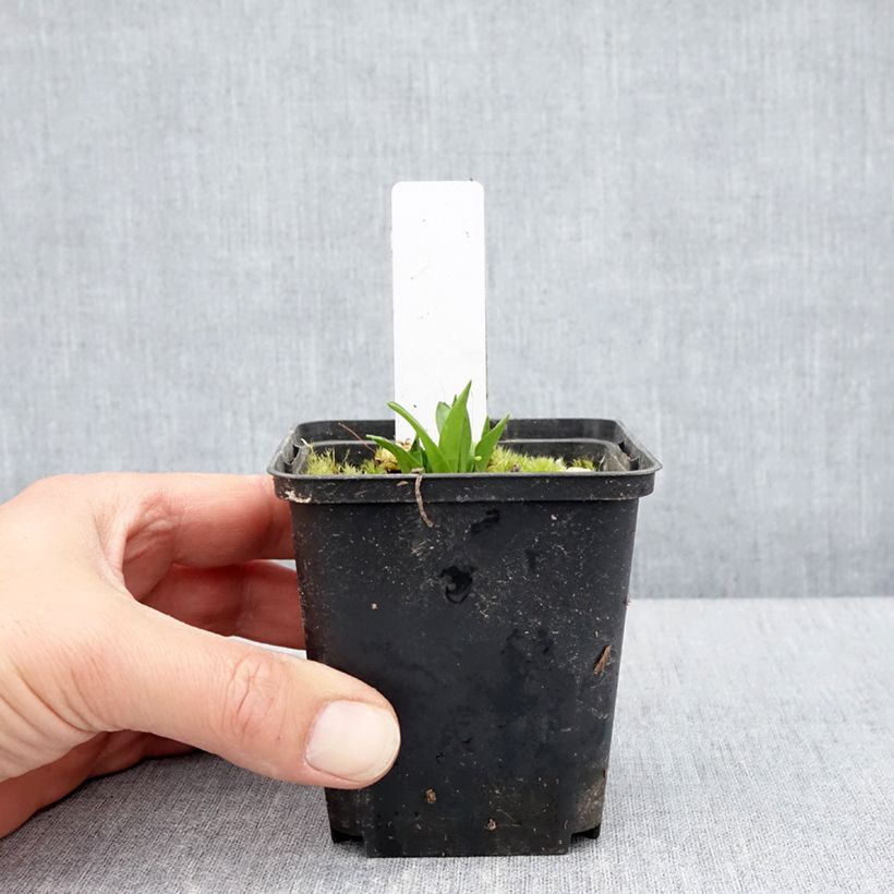 Exemplar von Dactylorhiza alpestris - Knabenkraut Kleine Töpfe von 8/9 cm wie im Frühjahr geliefert