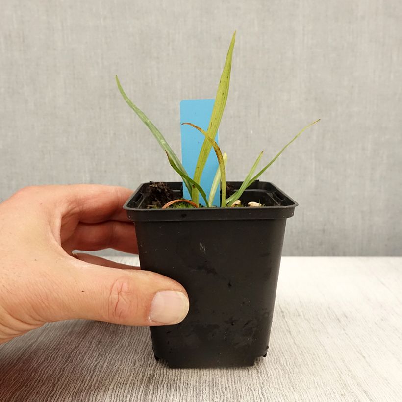 Exemplar von Dactylorhiza praetermissa - Orchis négligé Godet de 8/9 cm wie im Herbst geliefert