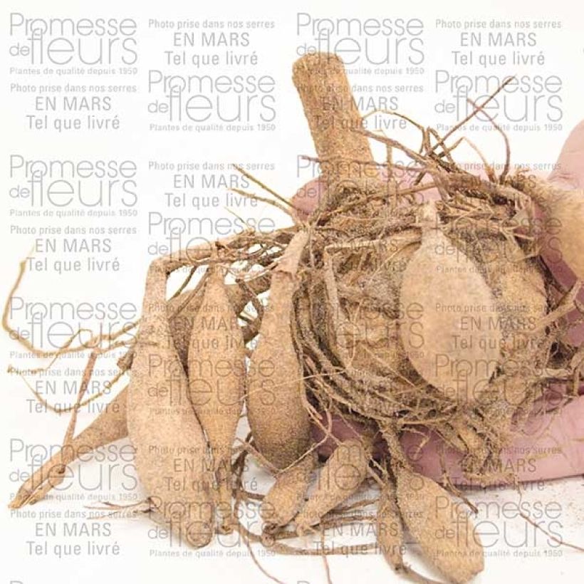 Example of Anemonenblütige Dahlie Blue Bayou Zwiebel Kaliber/Größe I as you get