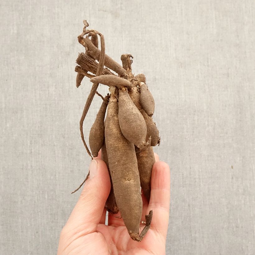 Exemplar von Anemonenblütige Dahlie Boogie Woogie Zwiebel wie im Frühjahr geliefert
