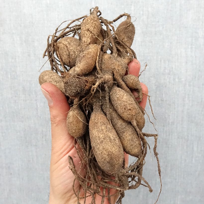 Example of Anemonenblütige Dahlie Inca Zwiebel Kaliber/Größe I as you get in printemps