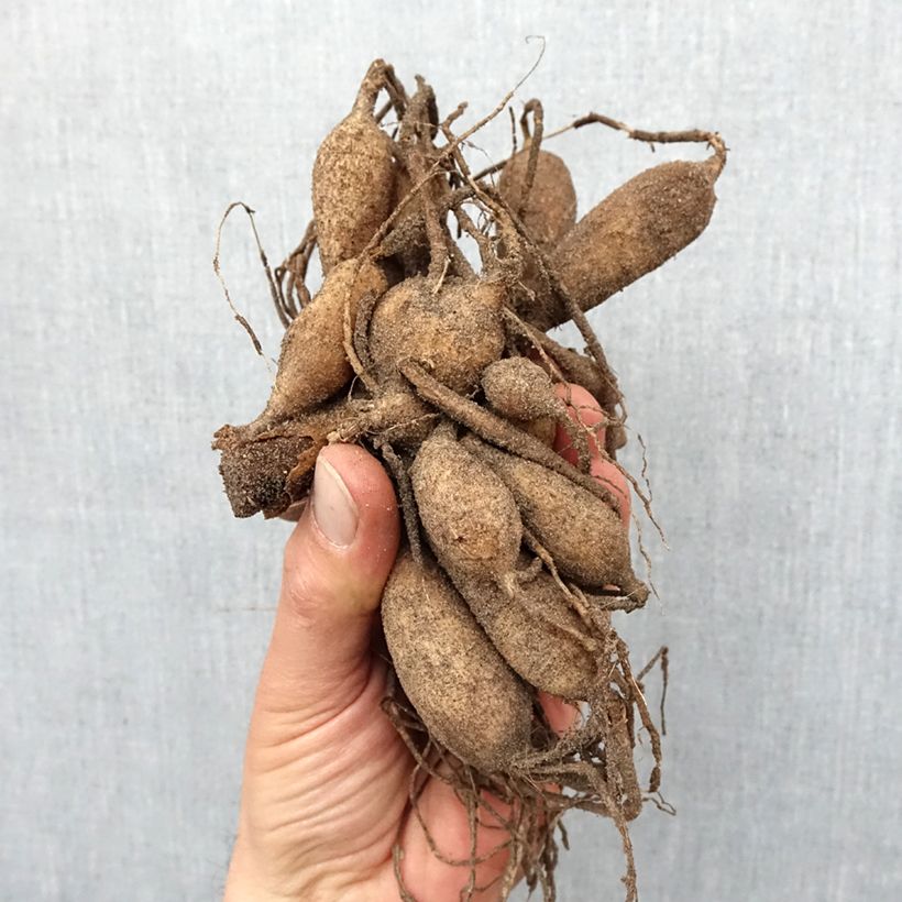 Exemplar von Anemonenblütige Dahlie Platinum Blonde Zwiebel Kaliber/Größe I wie im Frühjahr geliefert