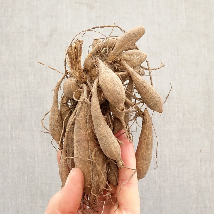 Exemplar von Anemonenblütige Dahlie Siemen Doorenbos Zwiebel wie im Frühjahr geliefert