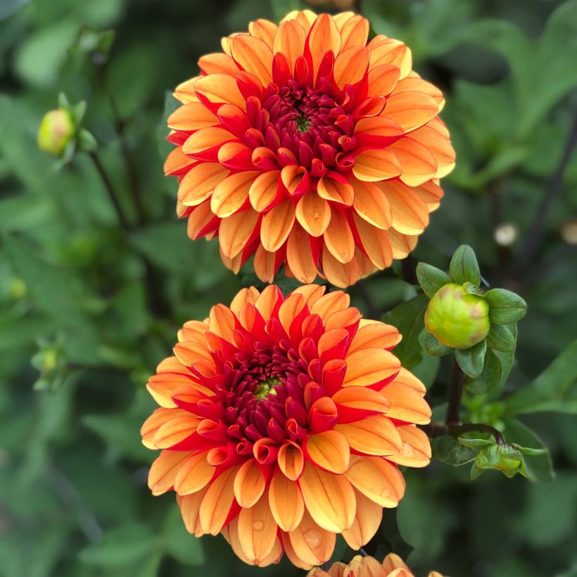 Pompon-Dahlie American Sunset (Flowering)