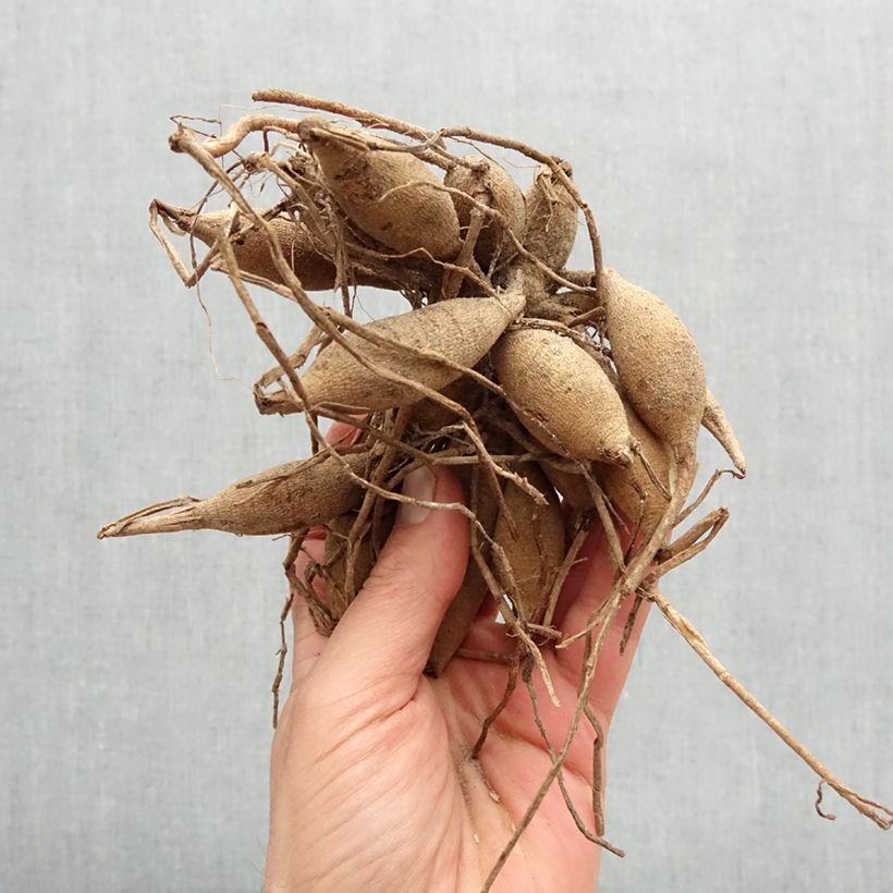 Example of Pompon-Dahlie Colombus Zwiebel Kaliber/Größe I as you get in printemps