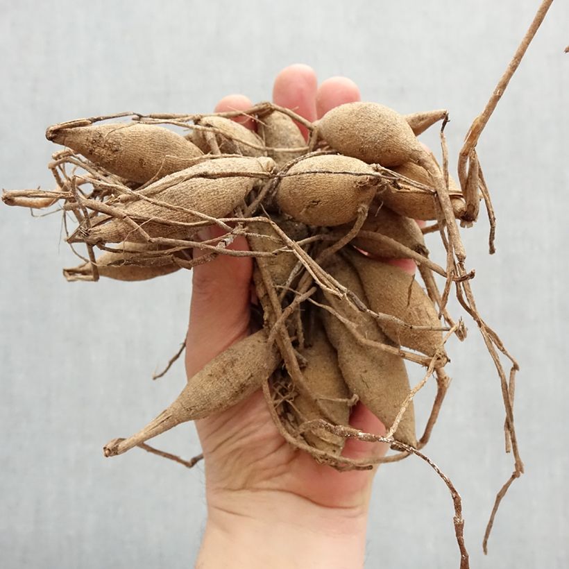 Exemplar von Pompon-Dahlie Martina Zwiebel Kaliber/Größe I wie im Frühjahr geliefert