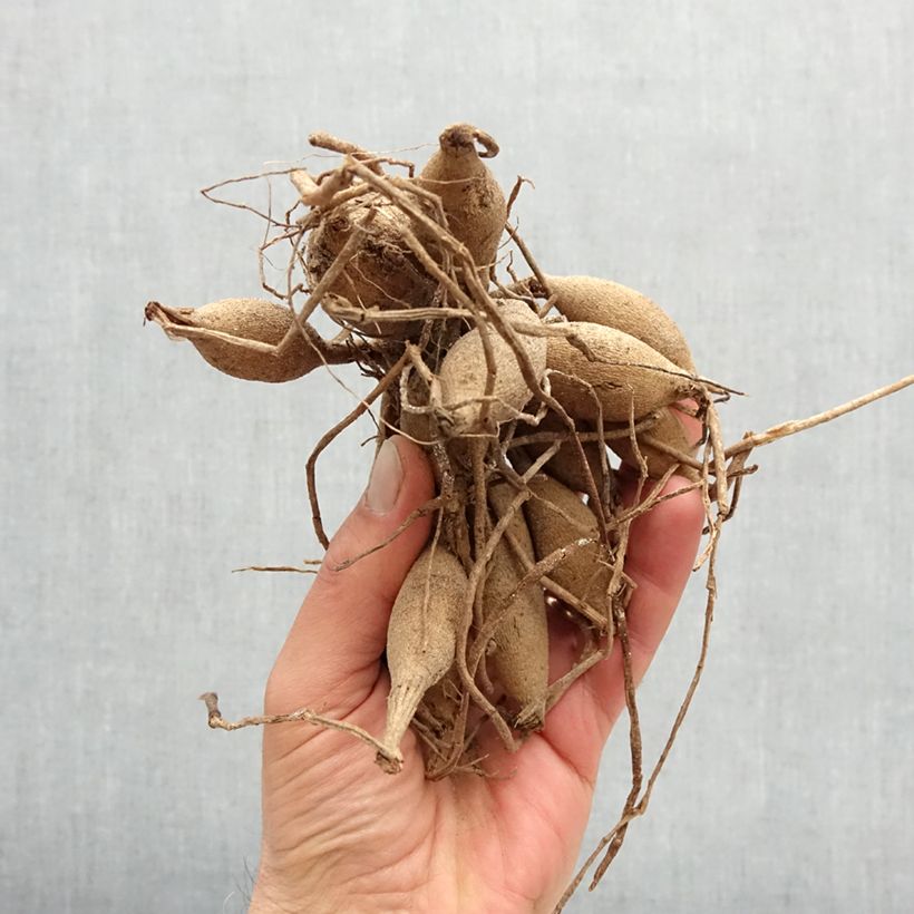 Exemplar von Pompon-Dahlie Pink Pearl Zwiebel Kaliber/Größe I wie im Frühjahr geliefert