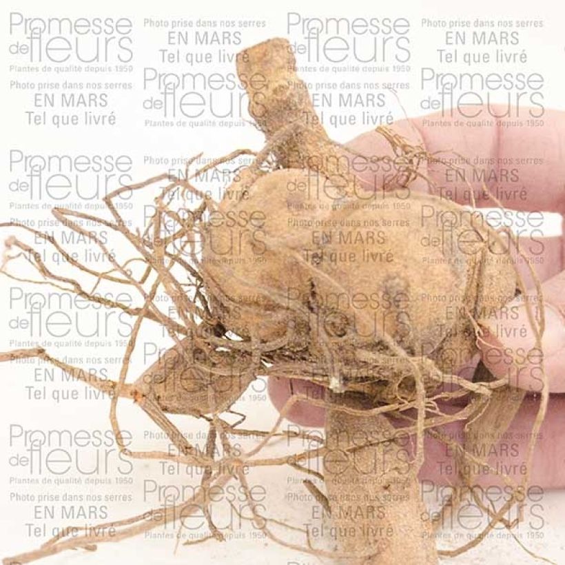 Beispiel eines Exemplars von Dekorative Dahlie Berner Oberland Zwiebel size I wie geliefert