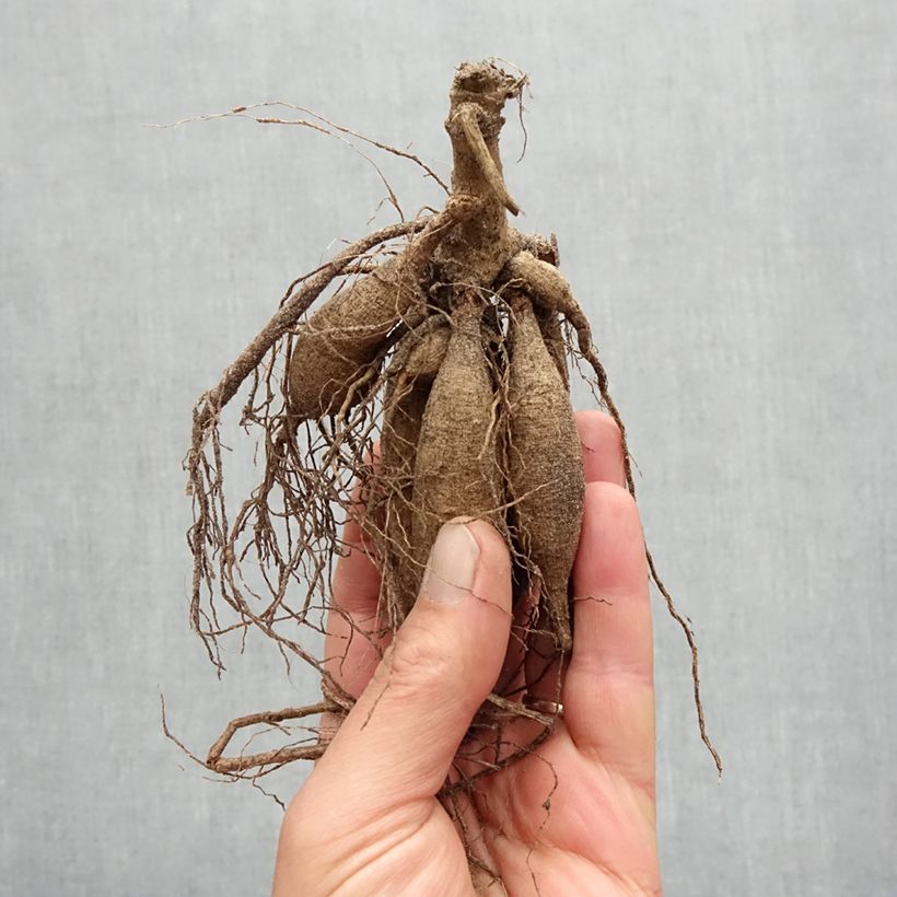 Example of Kaktus-Dahlie Bora Bora Zwiebel Kaliber/Größe I as you get in printemps