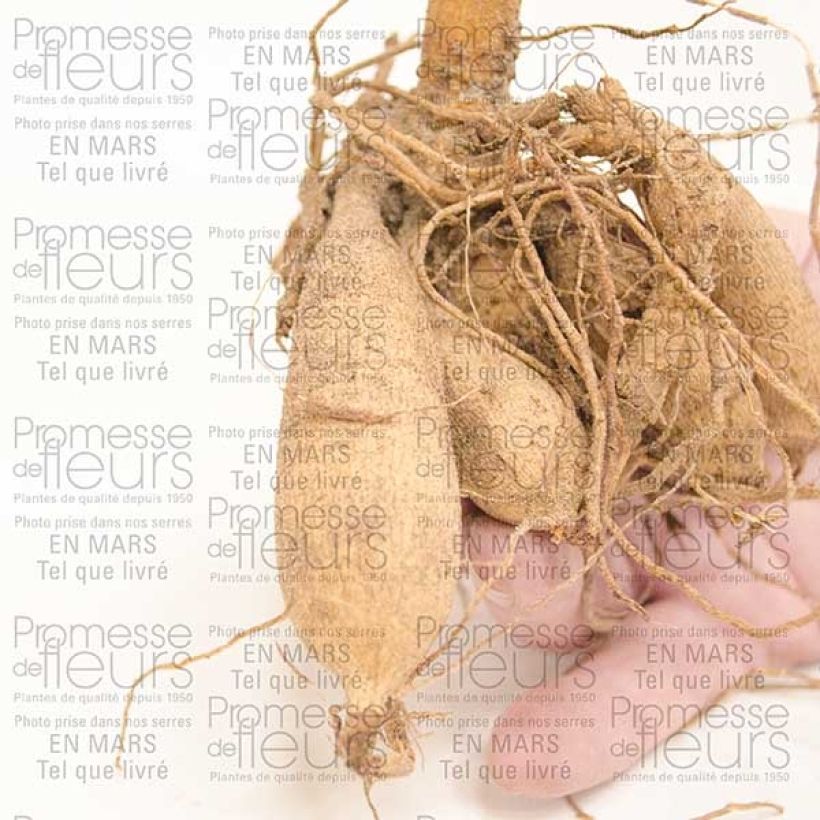 Example of Kaktus-Dahlie Chat Noir Zwiebel Kaliber/Größe I as you get