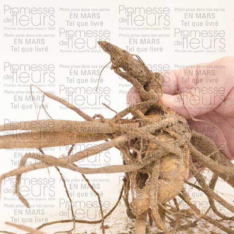 Beispiel eines Exemplars von Kaktus-Dahlie My Love Zwiebel Kaliber/Größe I wie geliefert