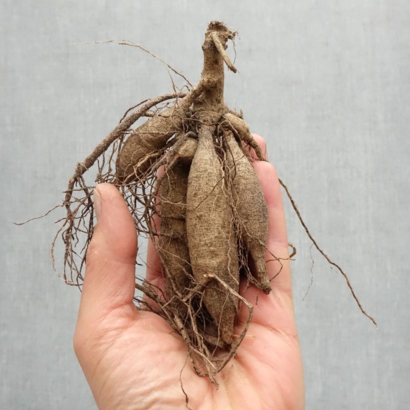 Example of Kaktus-Dahlie Vuurvogel Zwiebel Kaliber/Größe I as you get in printemps