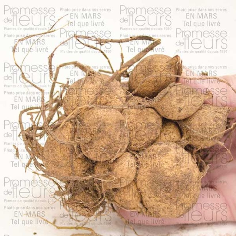 Beispiel eines Exemplars von Kaktus-Dahlie Park Princess Zwiebel Kaliber/Größe I wie geliefert