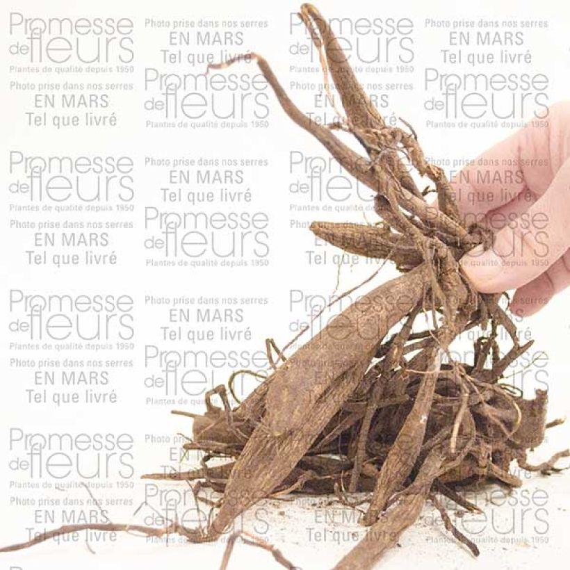 Beispiel eines Exemplars von Kaktus-Dahlie Red Majorette Zwiebel wie geliefert