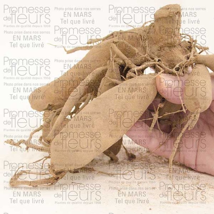 Example of Kaktus-Dahlie Urchin Zwiebel Kaliber/Größe I as you get