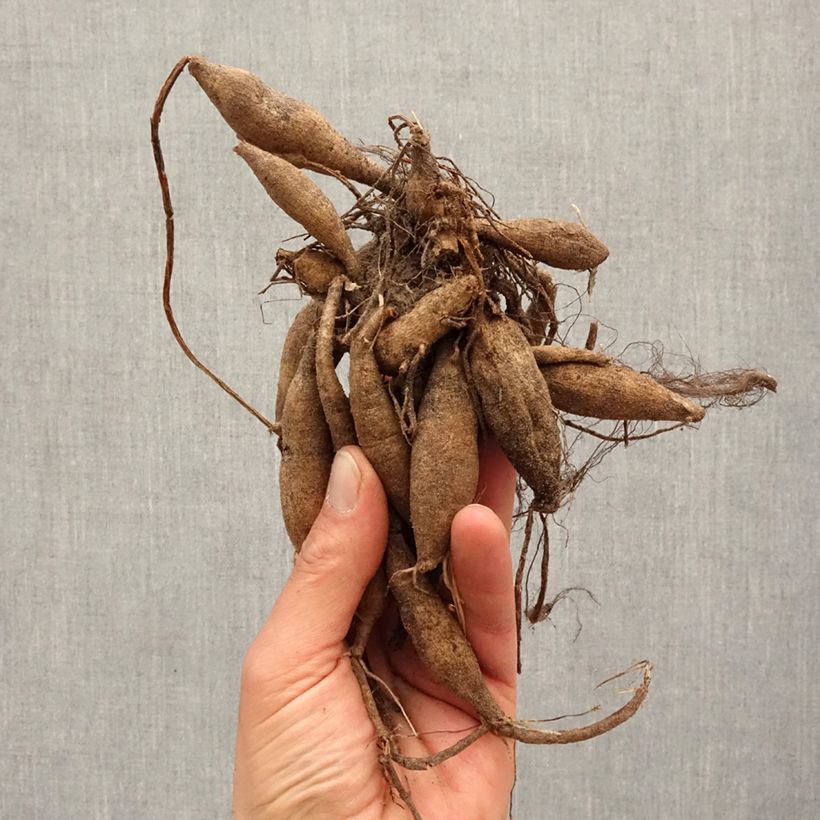 Exemplar von Dekorative Dahlie Kilburn Glow Zwiebel Kaliber/Größe I wie im Frühjahr geliefert