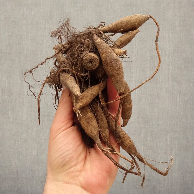 Exemplar von Dekorative Dahlie Offshore Dream Zwiebel Kaliber/Größe I wie im Frühjahr geliefert