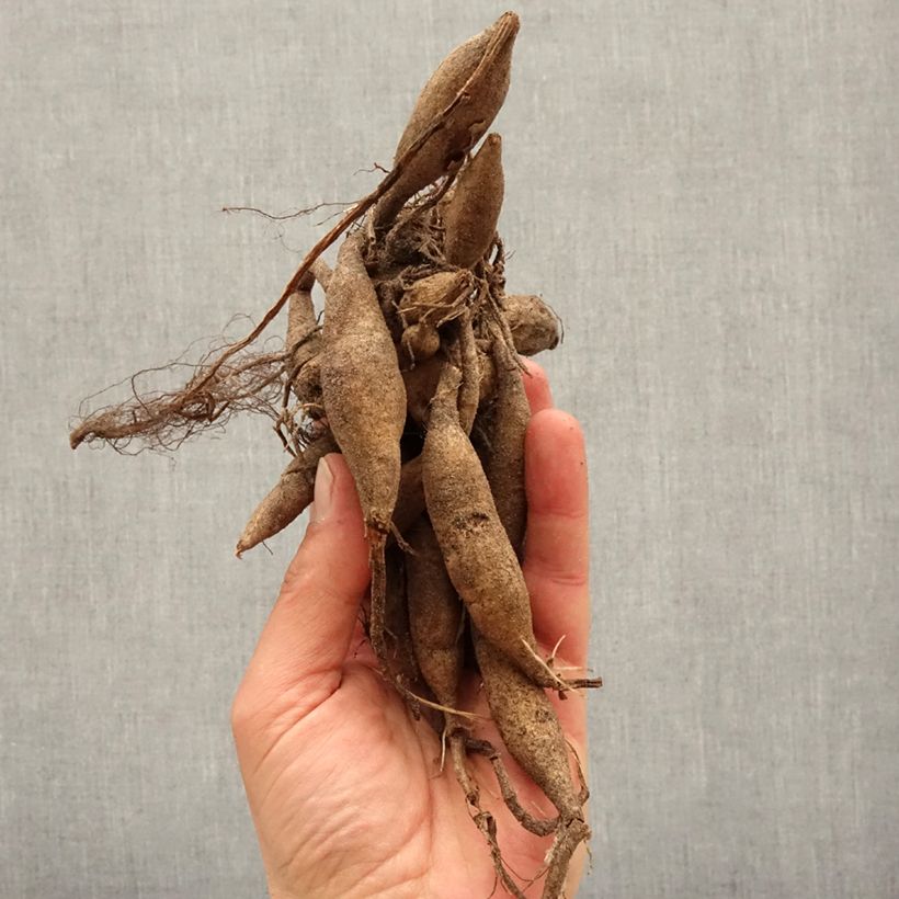 Exemplar von Dekorative Dahlie Pink Buterfly Zwiebel Kaliber/Größe I wie im Frühjahr geliefert