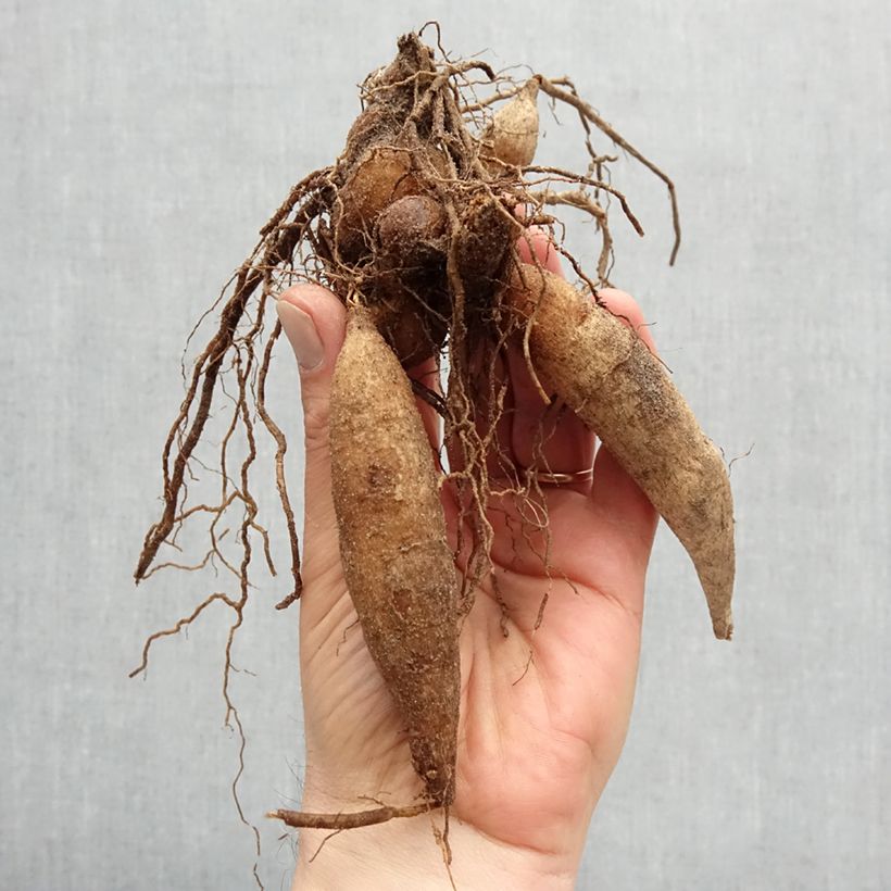 Exemplar von Halskrausen-Dahlie Giggles Zwiebel wie im Frühjahr geliefert