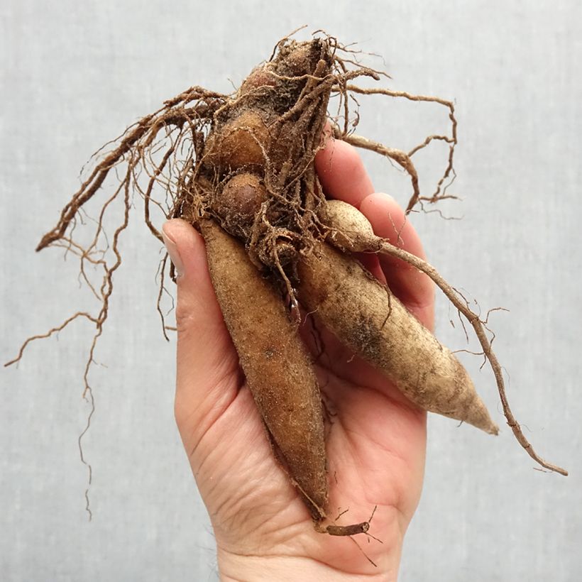 Example of Halskrausen-Dahlie Hartenaas Zwiebel Kaliber/Größe I as you get in printemps