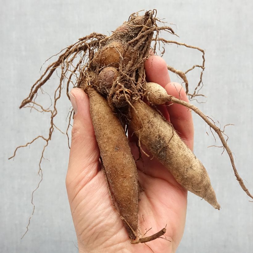 Example of Halskrausen-Dahlie Mary Evelyn Zwiebel Kaliber/Größe I as you get in printemps