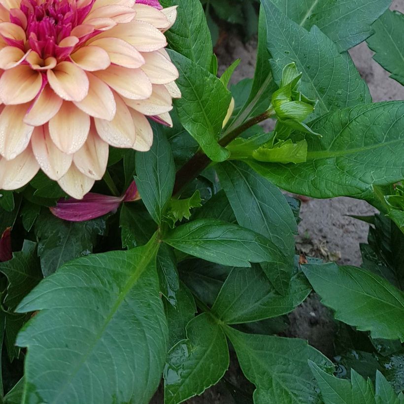 Schmuck-Dahlie Crème de Cognac (Laub)