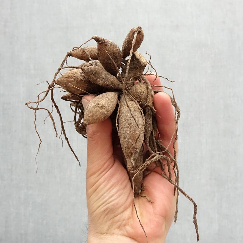 Exemplar von Schmuck-Dahlie Evelyne Zwiebel Kaliber/Größe I wie im Frühjahr geliefert