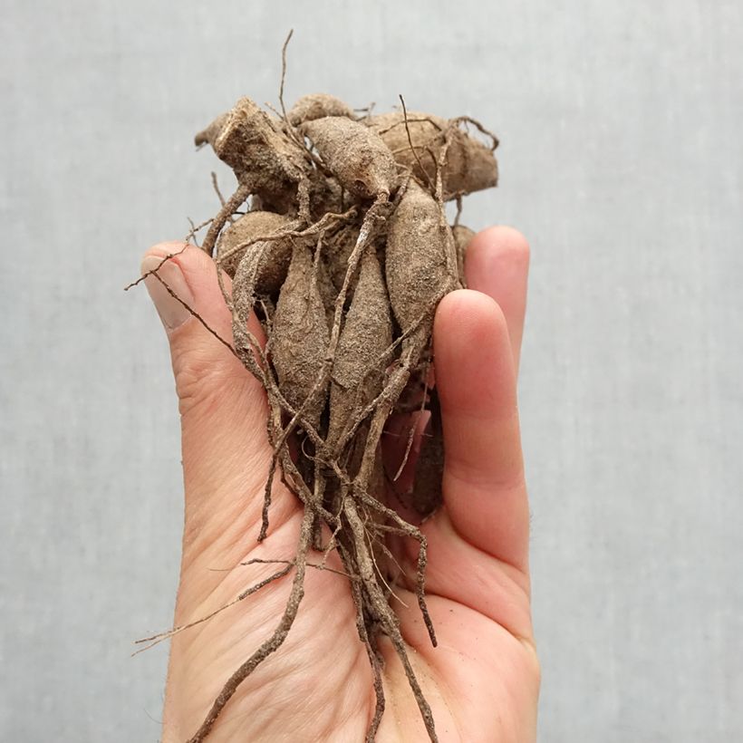 Exemplar von Schmuck-Dahlie Evening Breeze Zwiebel Kaliber/Größe I wie im Frühjahr geliefert