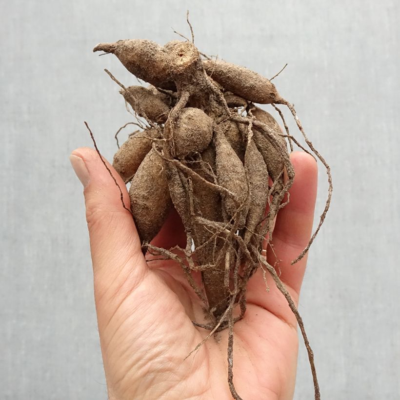 Exemplar von Schmuck-Dahlie Karma Prospero Zwiebel Kaliber/Größe I wie im Frühjahr geliefert