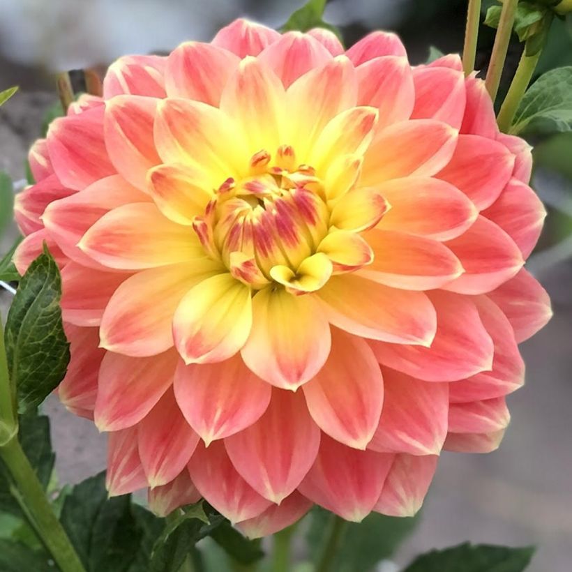 Schmuck-Dahlie October Sky (Blüte)