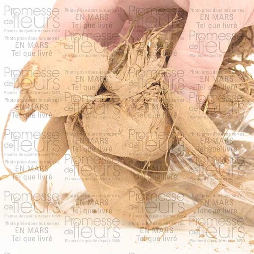 Example of Riesenblütige Dahlie Café Au Lait Zwiebel Kaliber/Größe I as you get