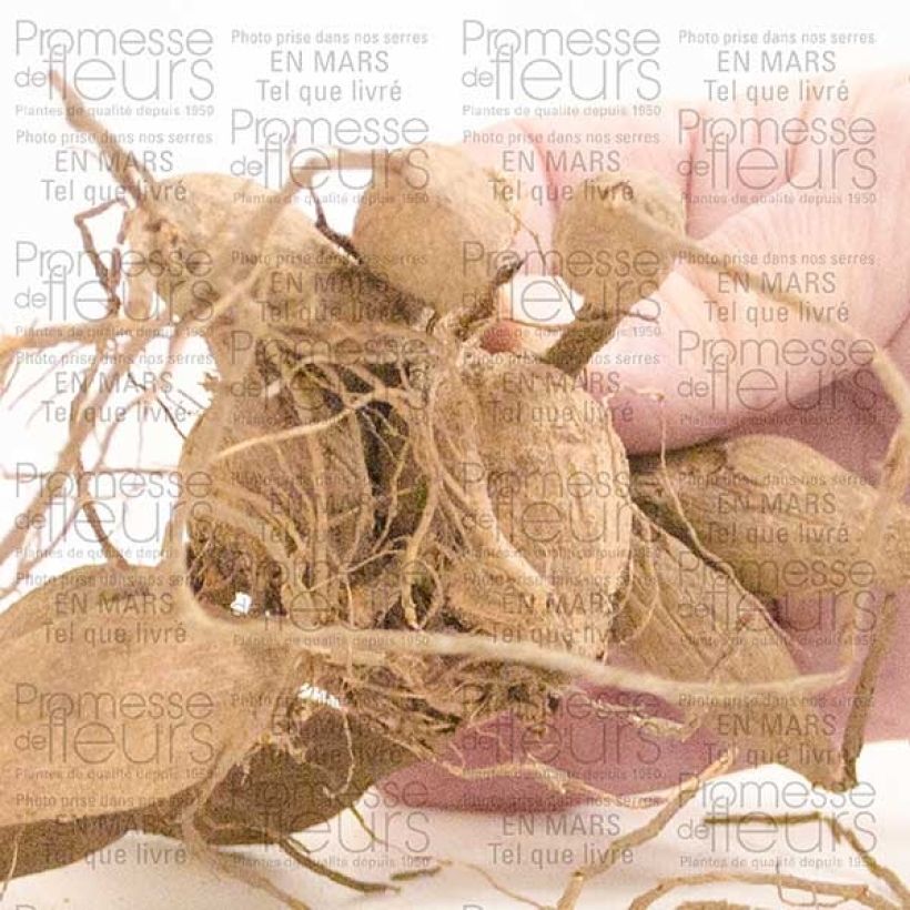 Example of Riesenblütige Dahlie Emory Paul Zwiebel Kaliber/Größe I as you get