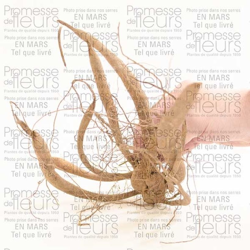 Beispiel eines Exemplars von Dahlia imperialis - Baumdahlie Zwiebel Kaliber/Größe I wie geliefert