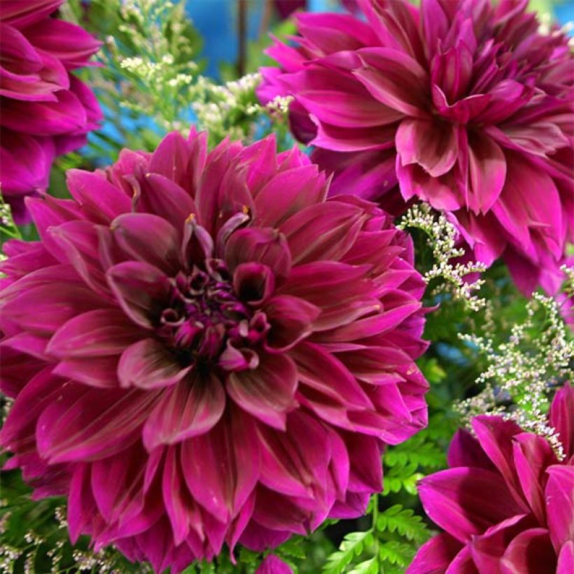 Riesenblütige Dahlie Thomas Edison (Flowering)