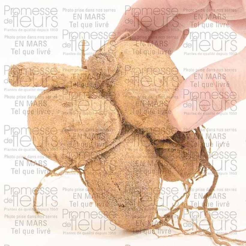 Beispiel eines Exemplars von Dahlia Girafe Zwiebel wie geliefert