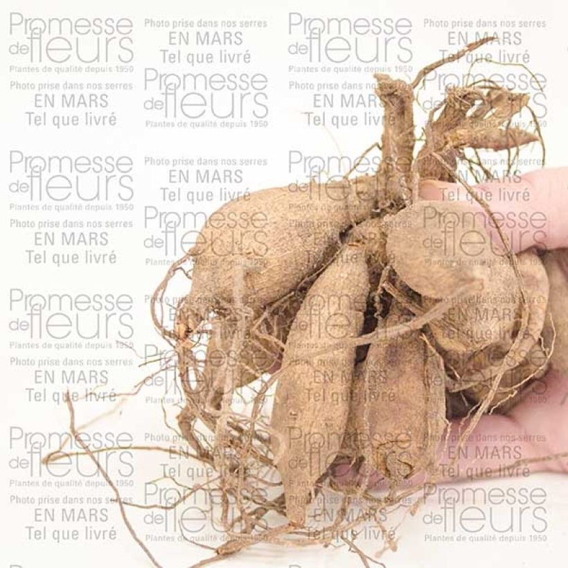 Example of Dahlia Happy Single Juliet Zwiebel Kaliber/Größe I as you get