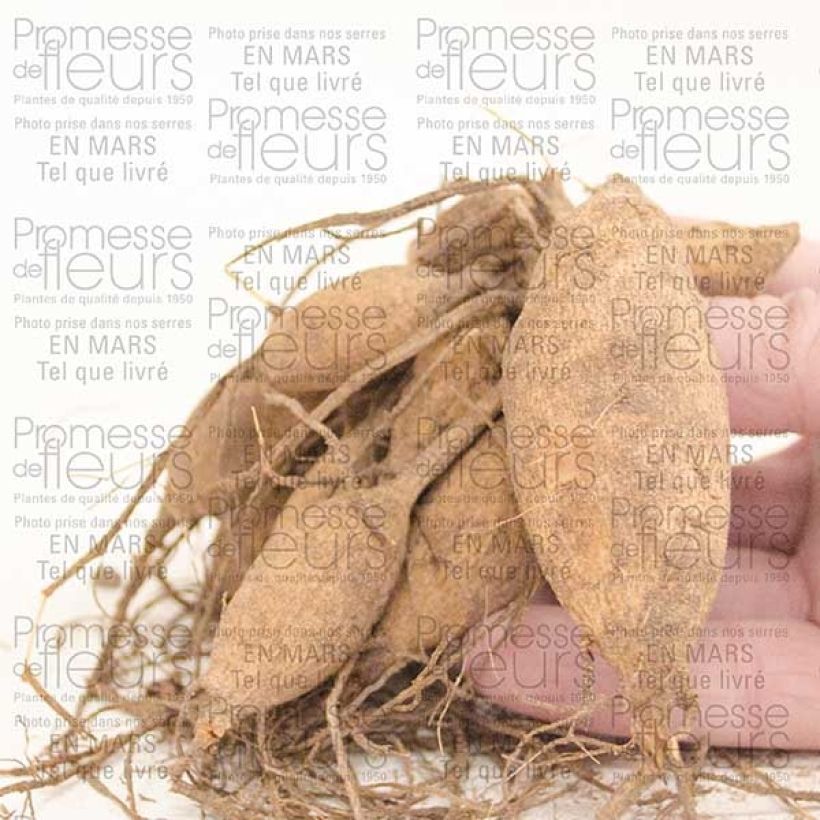 Beispiel eines Exemplars von Dahlia Happy Single Kiss Zwiebel Kaliber/Größe I wie geliefert