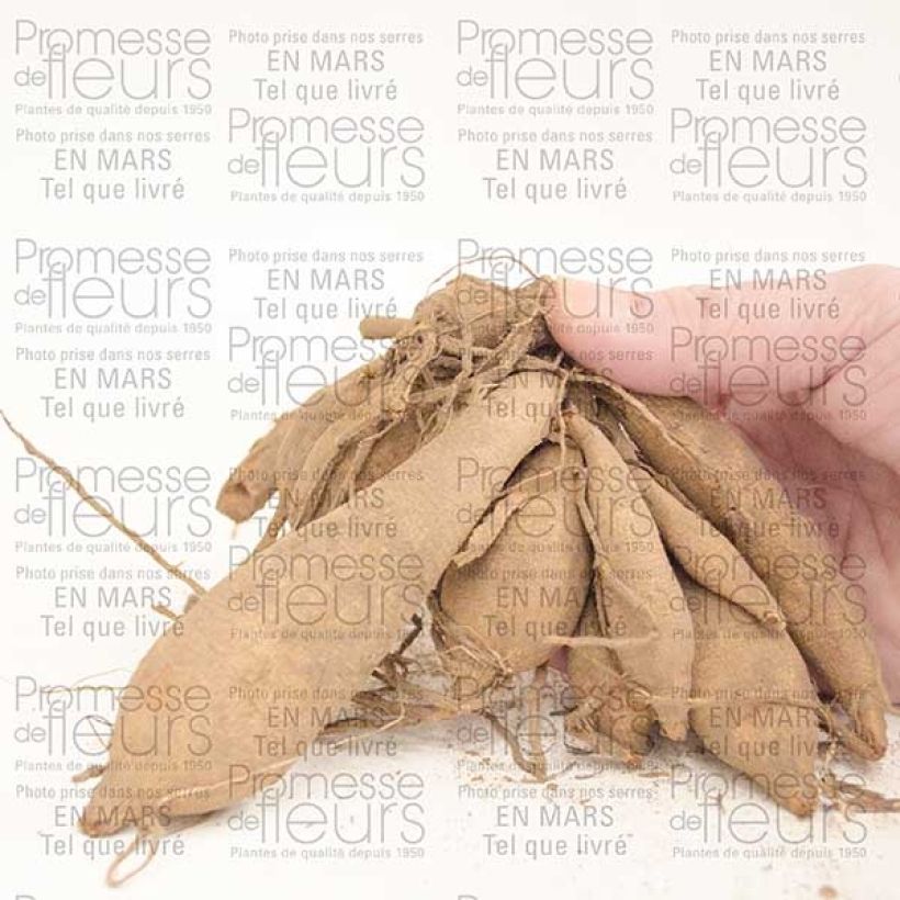 Example of Dahlia Happy Single Party Zwiebel Kaliber/Größe I as you get