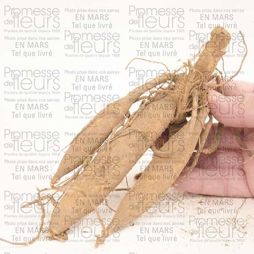 Beispiel eines Exemplars von Dahlia Happy Single Princess Zwiebel Kaliber/Größe I wie geliefert