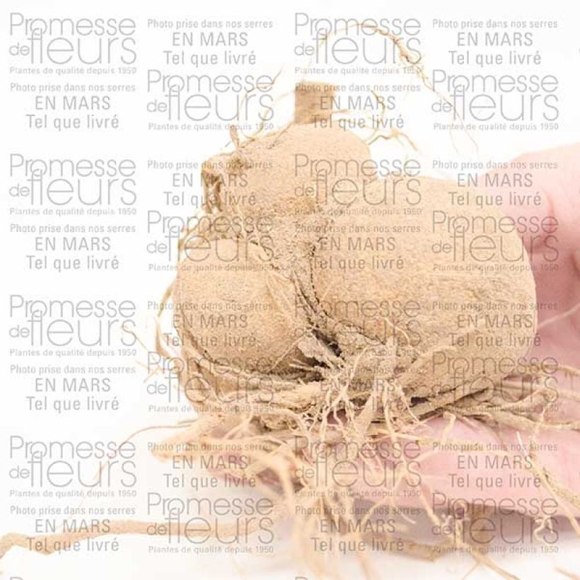 Beispiel eines Exemplars von Dahlia Happy Single Romeo Zwiebel Kaliber/Größe I wie geliefert