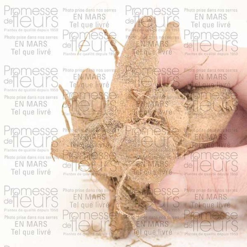 Example of Anemonenblütige Dahlie Honey Zwiebel Kaliber/Größe I as you get