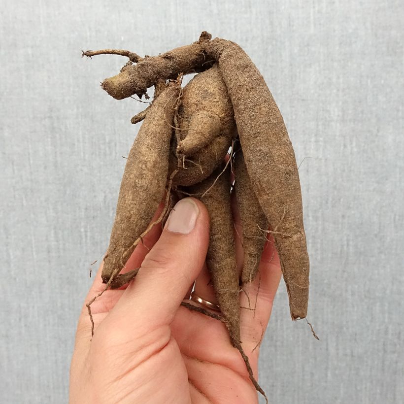 Example of Pompon-Dahlie Marron Fox Zwiebel Kaliber/Größe I as you get in printemps