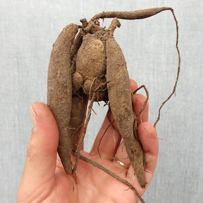 Exemplar von Pompon-Dahlie Babette Zwiebel Kaliber/Größe I wie im Frühjahr geliefert