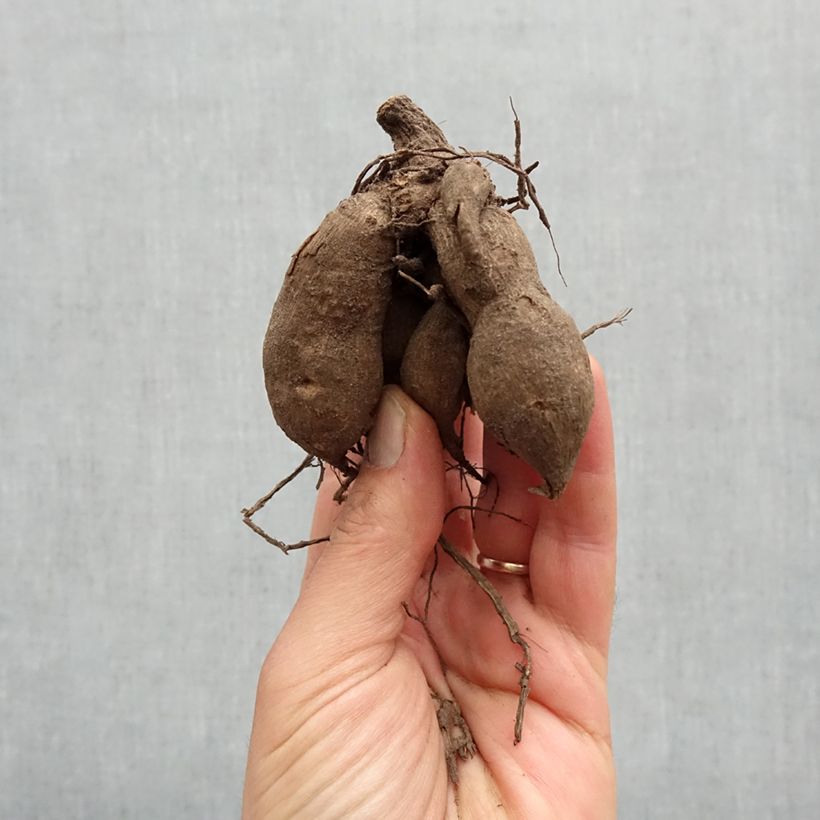 Exemplar von Zwerg-Dahlie Berliner Kleene Zwiebel size I wie im Frühjahr geliefert