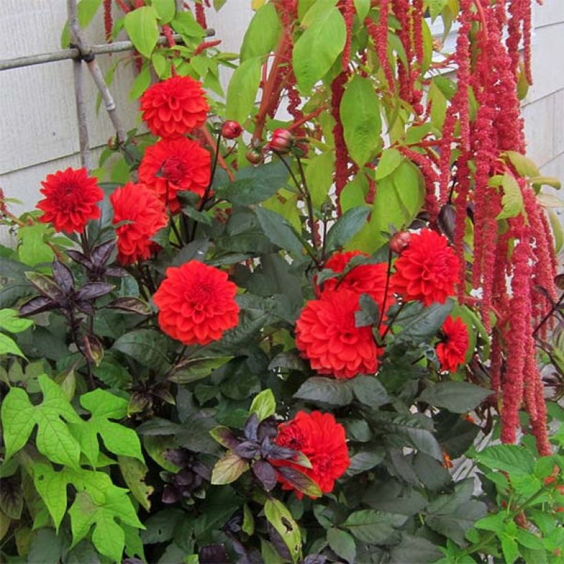 Zwerg-Dahlie Ellen Houston (Wuchs)