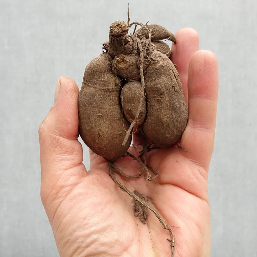 Exemplar von Zwerg-Dahlie Fluorescent Glow Zwiebel wie im Frühjahr geliefert