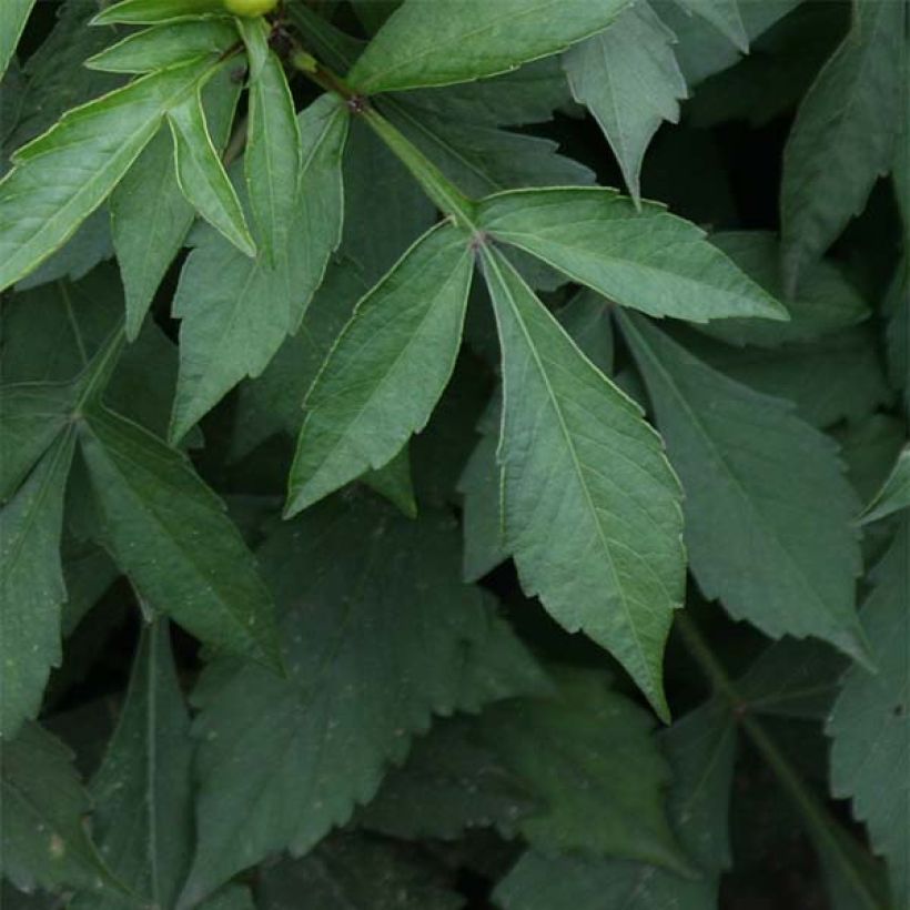 Zwerg-Dahlie Gallery Art Deco (Foliage)