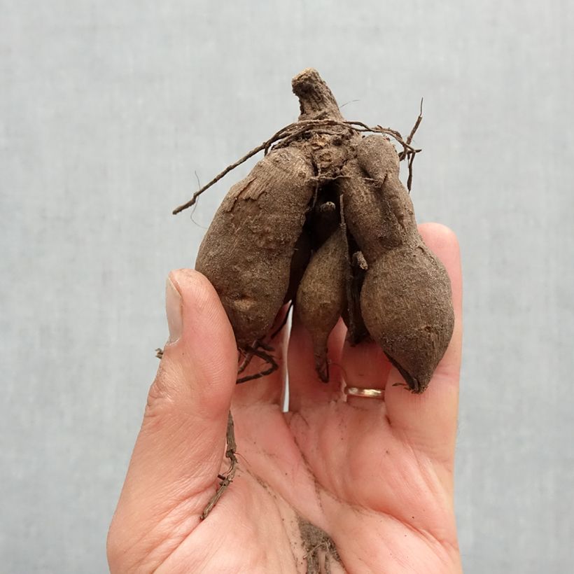 Example of Zwerg-Dahlie Topmix Pink Zwiebel Kaliber/Größe I as you get in printemps