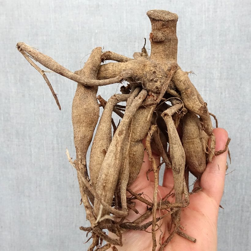 Exemplar von Bauer-Dahlie Bishop of Auckland Zwiebel Kaliber/Größe I wie im Frühjahr geliefert